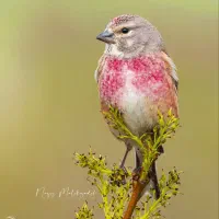 خرید انواع پرنده|پرنده|مهریز, |دیوار