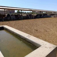 فروش، اجاره دامداری پرواری ۳۰۰ راسی