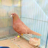 3عدد خال و سرخ و زرد کرمونی|پرنده|مشهد, هفده شهریور|دیوار