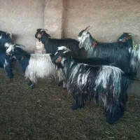 تی بز بختیاری روزگاری