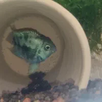 جفت سوروم جفت پرت پولار  جفت انجل