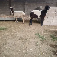 گوسفند ابستن