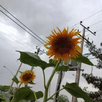 گرینچیک گمشده