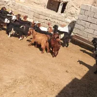 ۲۰ عدد بزغاله نر وماده قیمت جفت ۸۰۰۰ تومان