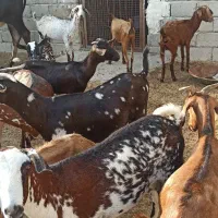 فروش کهره و بز سالم و سر حال|حیوانات مزرعه|قشم, |دیوار
