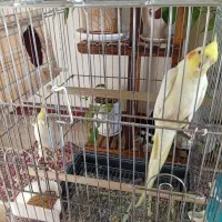 فروش ۲ جفت عروس هلندی|پرنده|فردیس, شهرک هفده شهریور|دیوار