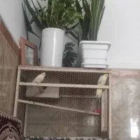 قفس پرنده بزرگ|لوازم جانبی حیوانات|ایرانشهر, |دیوار