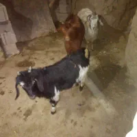 بز نر و ماده