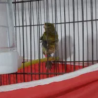 ۱۱ عدد قناری ..|پرنده|بروجرد, |دیوار