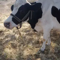 گاو گوسالهدار تازه زا