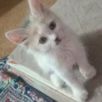 گربه خونگی