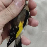 سهره نر|پرنده|اردبیل, |دیوار