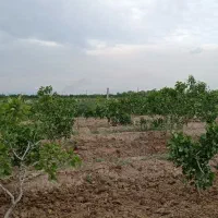 فروش زمین ۷۰۰ متری|فروش زمین و ملک کلنگی|ایلخچی, |دیوار