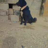 واگذاری سگ قهدریجانی|سگ|نجفآباد, جلال آباد|دیوار