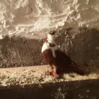 ککلی دوعدد|پرنده|اردبیل, |دیوار