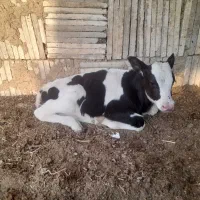 گوساله شیری خور ۴۵روزه