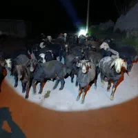 گوسفند نر گوشتی ب فروش می‌رسد