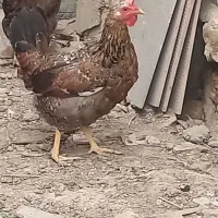 خرمشهر