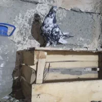 کبوتر سوسکی|پرنده|شاهین دژ, |دیوار