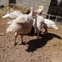 بیوتی سفید محلی|حیوانات مزرعه|بانه, |دیوار