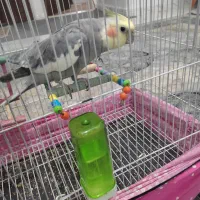 عروس هلندی نر|پرنده|رباط‌کریم, شترخوار|دیوار