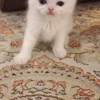 بچه گربه پرشین فروش نیاز مالی