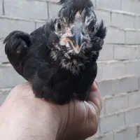 فروش یامعاوضه نیمچه مرغ و خروس گلین لری|حیوانات مزرعه|قائمشهر, |دیوار