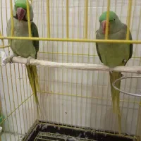 سه جفت طوطی