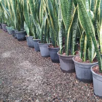 اجاره گلخانه سالن فروشگاهی|اجارهٔ مغازه و غرفه|ری, فیروزآباد|دیوار