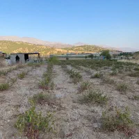باغ کشاورزی|فروش دفتر صنعتی، کشاورزی، تجاری|سروآباد, |دیوار