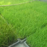 باکس هاشمی تازه و یک دست