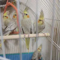 عروس هلندی سالم و سرحال