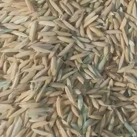 چلتوک فجر پاک شده تمیز تمیز برداشت امسال  قیمت ۱۶۰