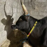 گاوشکم دار