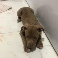 واگذاری سگ پیت بول امریکایی|سگ|تهران, جردن|دیوار