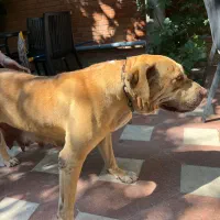 سگ پیتبول معاوضه|سگ|شیراز, زرگری|دیوار