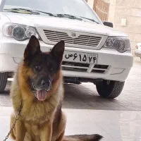 واگذاری سگ ژرمن ، نگهبان