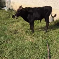 ورزا گوساله|حیوانات مزرعه|چالوس, |دیوار