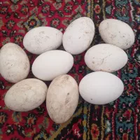 تخم قوغاز تازه