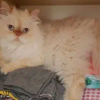 گربه پرشین رد پوینت|گربه|قم, شهرک فاطمیه|دیوار