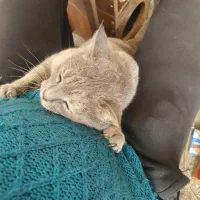 گربه ماده چاقالو و باردار میکس چین چیلا و DSH|گربه|اصفهان, باتون|دیوار