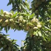 فروش انواع نهال بادام و گردو دیرگل|گل و گیاه طبیعی|کرمانشاه, |دیوار