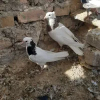 کبوتر فروشی معامله هم میشن|پرنده|سراوان, |دیوار