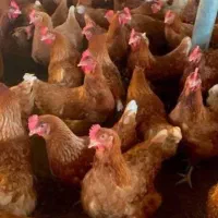 مرغ تخمگذار ۸ ماهه تعداد بالا و جزیی