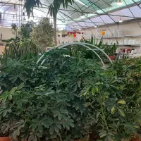 گیاهان آپارتمانی