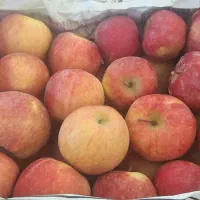 سیب استخوانی