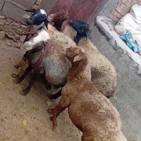 فروش گوسفند