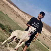 الابای ۸ماهه|سگ|تهران, آذربایجان|دیوار