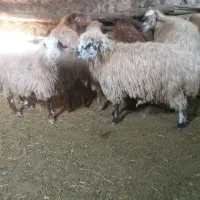 گوسفند برای دامازدیق|حیوانات مزرعه|نیر (اردبیل), |دیوار