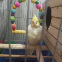 یک جفت عروس هلندی نرو ماده لیتینو